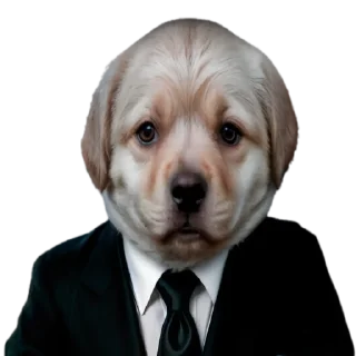 Telegram sticker 😎 doggies by @normtips