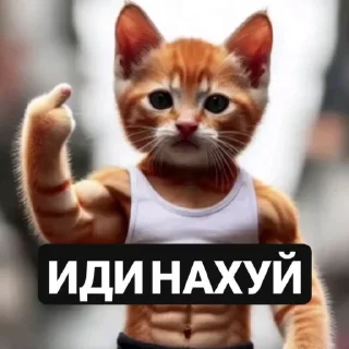 Video sticker 🤩 свага