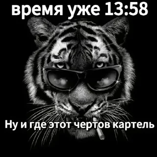 Video sticker 🤩 свага
