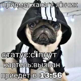 Video sticker 🤩 свага