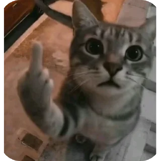 Telegram sticker 🐱 hmmm