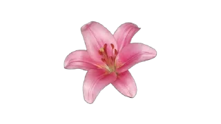 Video sticker ☁ — core @pearluin ꫂৎ 💞