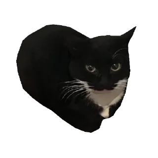 Sticker 🐱 ДаркСоул