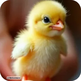 Video sticker 🐥 Jik Jik @TGJOCK