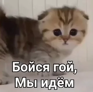 Video sticker 🇮🇱 Больше стиков тут: @stikery4