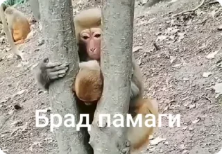 Video sticker 🌟 Больше стиков тут: @stikery4