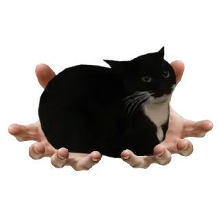 Telegram sticker 🐱 Maxwell Cat @TgSticker)