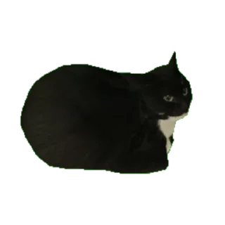 Sticker 🍞 Maxwell Cat @TgSticker)