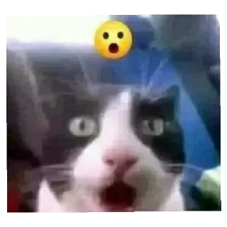 Video sticker 😄 Dwyane's tuff ass sticker pack