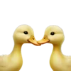 Sticker 🦆 маришкин пак @marishkinch