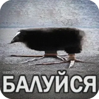 Video sticker 🫥 Балуйся @MyDuck_mems