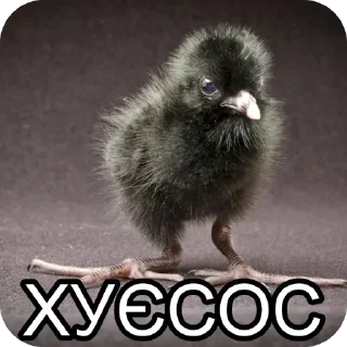 Telegram stiker 🫥 Балуйся @MyDuck_mems