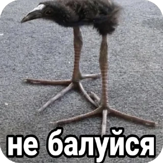 Sticker 🫥 Балуйся @MyDuck_mems