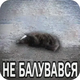 Video sticker 🫥 Балуйся @MyDuck_mems