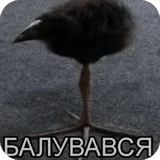 Video sticker 🫥 Балуйся @MyDuck_mems