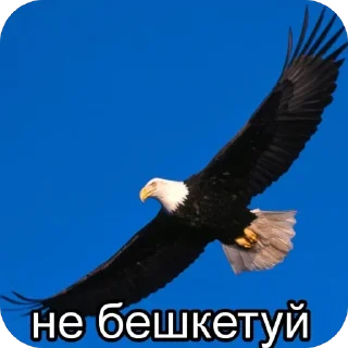 Telegram stiker 🫥 Балуйся @MyDuck_mems