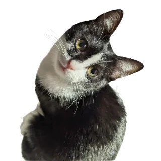 Video sticker 🥺 Гаражик