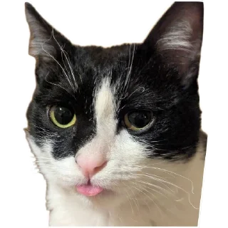 Telegram sticker 😛 Гаражик