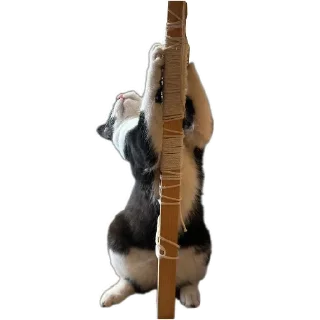 Video sticker 😤 Гаражик