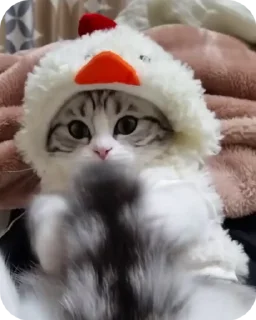 Video sticker 🐔 Сталкерграм 👉 @thestlk2