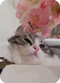 Video sticker 🌸 Сталкерграм 👉 @thestlk2