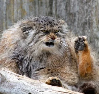 Телеграм стикер 😠 Manul