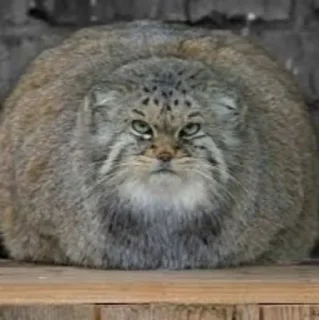 Телеграм стикер 🍽 Manul