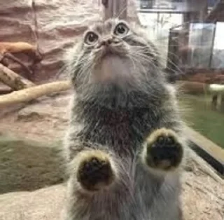Video sticker 🥺 Manul