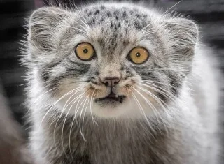 Sticker 🤨 Manul