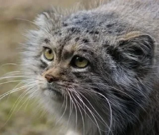 Телеграм стикер 😔 Manul