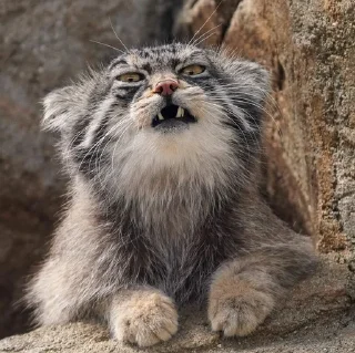 Video sticker 😠 Manul