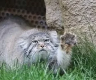 Телеграм стикер 🙁 Manul