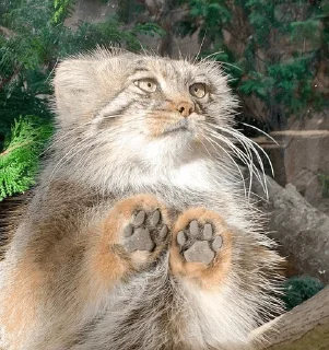 Video sticker 🐾 Manul