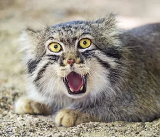 Телеграм стикер 😲 Manul