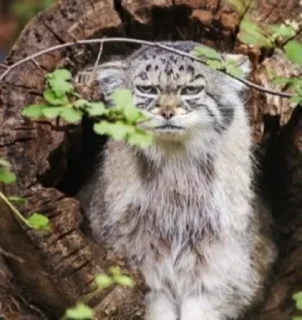 Телеграм стикер 😐 Manul