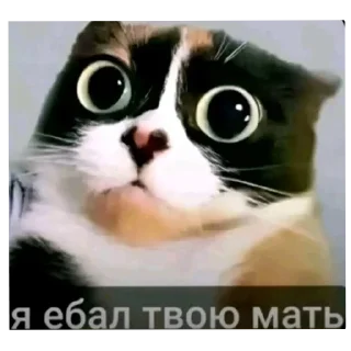 Telegram sticker 🐱 Мемасики из тт