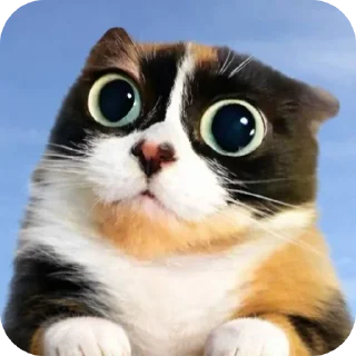 Video sticker 🐱 Кукi из Тихого Омута [@TihiyOmat ← ПОДПИШИСЬ]