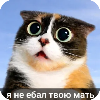 Telegram sticker 🐱 Кукi из Тихого Омута [@TihiyOmat ← ПОДПИШИСЬ]