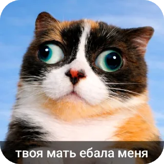 Telegram sticker 🐱 Кукi из Тихого Омута [@TihiyOmat ← ПОДПИШИСЬ]