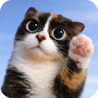 Telegram sticker 🐱 Кукi из Тихого Омута [@TihiyOmat ← ПОДПИШИСЬ]