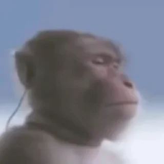 Video sticker 🙉 @mrx_anonymous1