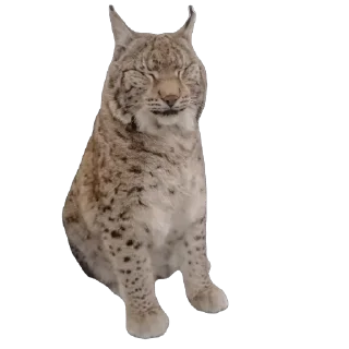 Telegram sticker 😴 Lynxhood | Alivion