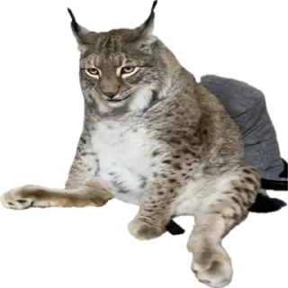 Video sticker 🤨 Lynxhood | Alivion