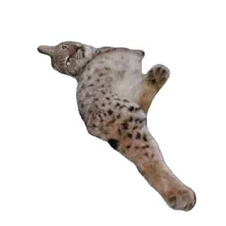 Telegram sticker 🥰 Lynxhood | Alivion