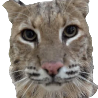 Sticker 🙂 Lynxhood | Alivion