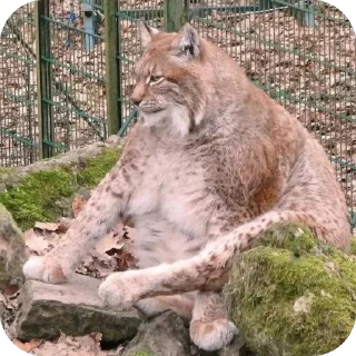 Telegram sticker 🫥 Lynxhood | Alivion
