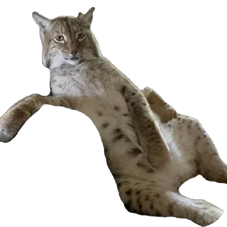 Telegram sticker 😎 Lynxhood | Alivion