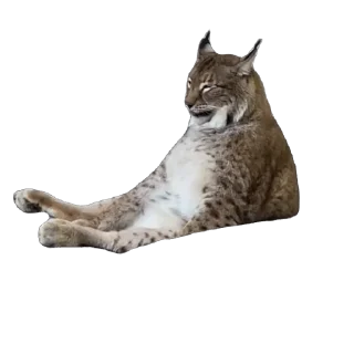Video sticker 😴 Lynxhood | Alivion