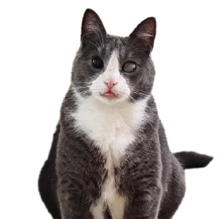 Telegram sticker 🐱 Sweet Bubaleh