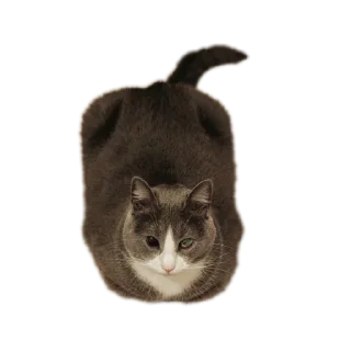 Video sticker 🐱 Sweet Bubaleh